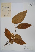 長毛八角楓藏品圖，第1張