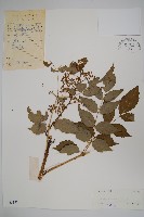 香麗蔥木藏品圖，第1張