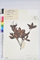 嶺南杜鵑藏品圖，第1張