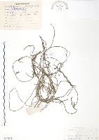 無根草藏品圖，第1張