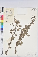 葉底珠、市蔥密花葉底珠藏品圖，第1張