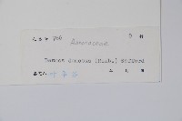 毛葉假鷹爪藏品圖，第2張