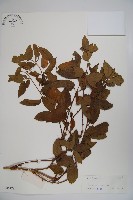 山銀花藏品圖，第1張