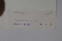 山銀花藏品圖，第2張