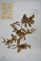 隱鱗藤藏品圖，第1張