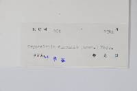 隱鱗藤藏品圖，第2張