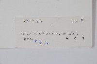 中國念珠藤藏品圖，第2張