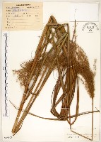 五節芒藏品圖，第1張