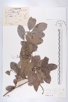 錫葉藤藏品圖，第1張