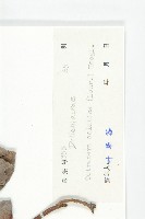 錫葉藤藏品圖，第3張