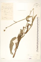 苦苣菜藏品圖，第1張