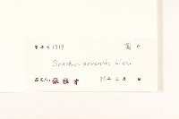 苦苣菜藏品圖，第3張