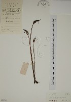 野菰藏品圖，第1張