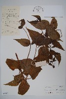 臺灣土黨參藏品圖，第1張