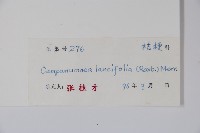 臺灣土黨參藏品圖，第2張