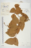 異萼飛蛾藤藏品圖，第1張