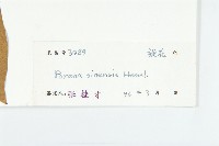 異萼飛蛾藤藏品圖，第3張