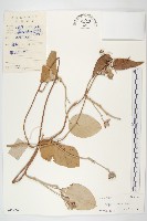 白鶴藤藏品圖，第1張