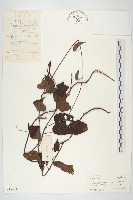 繖花菜欒藤藏品圖，第1張