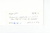 繖花菜欒藤藏品圖，第3張