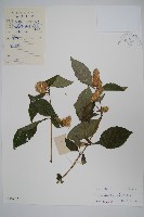 鱗花草藏品圖，第1張