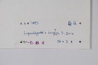 鱗花草藏品圖，第2張