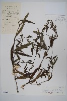 柳葉水蓑衣藏品圖，第1張