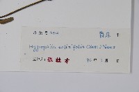 柳葉水蓑衣藏品圖，第2張