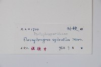 真序五膜草藏品圖，第2張