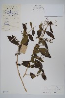 仙鶴草、白鶴靈芝藏品圖，第1張