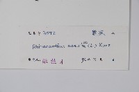 仙鶴草、白鶴靈芝藏品圖，第2張