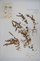 爵床、六角英藏品圖，第1張