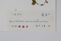 爵床、六角英藏品圖，第2張