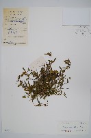 孩兒草藏品圖，第1張