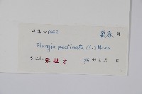 孩兒草藏品圖，第2張