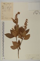 江南山柳藏品圖，第1張