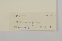 江南山柳藏品圖，第3張