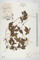 番仔藤藏品圖，第1張