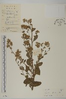 生毛將軍藏品圖，第1張