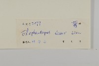 燈豎朽藏品圖，第3張