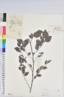 黑面神藏品圖，第1張