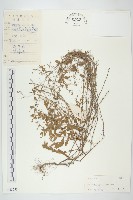 土丁桂藏品圖，第1張