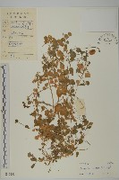 荷蓮豆藏品圖，第1張