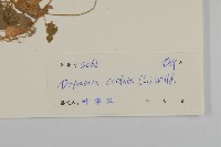 荷蓮豆藏品圖，第3張