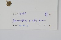 野莧菜藏品圖，第2張
