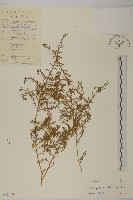 臭杏、土荊芥藏品圖，第1張