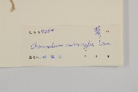 臭杏、土荊芥藏品圖，第3張