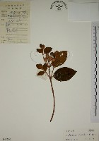 野牡丹藏品圖，第1張