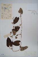 牛皮消藏品圖，第1張