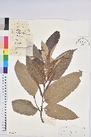 板栗藏品圖，第1張